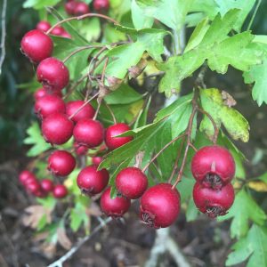 Hawthorn Berry 1:2 Elixir 50ml