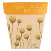 Gift of Seeds - Billy Buttons