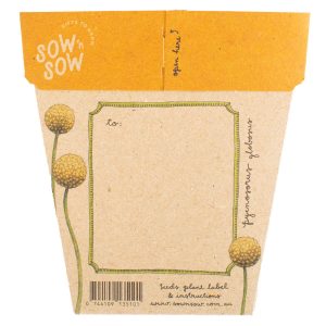 Gift of Seeds - Billy Buttons