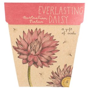 Gift of Seeds - Australian Native Everlasting Daisy