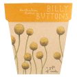 Gift of Seeds – Billy Buttons